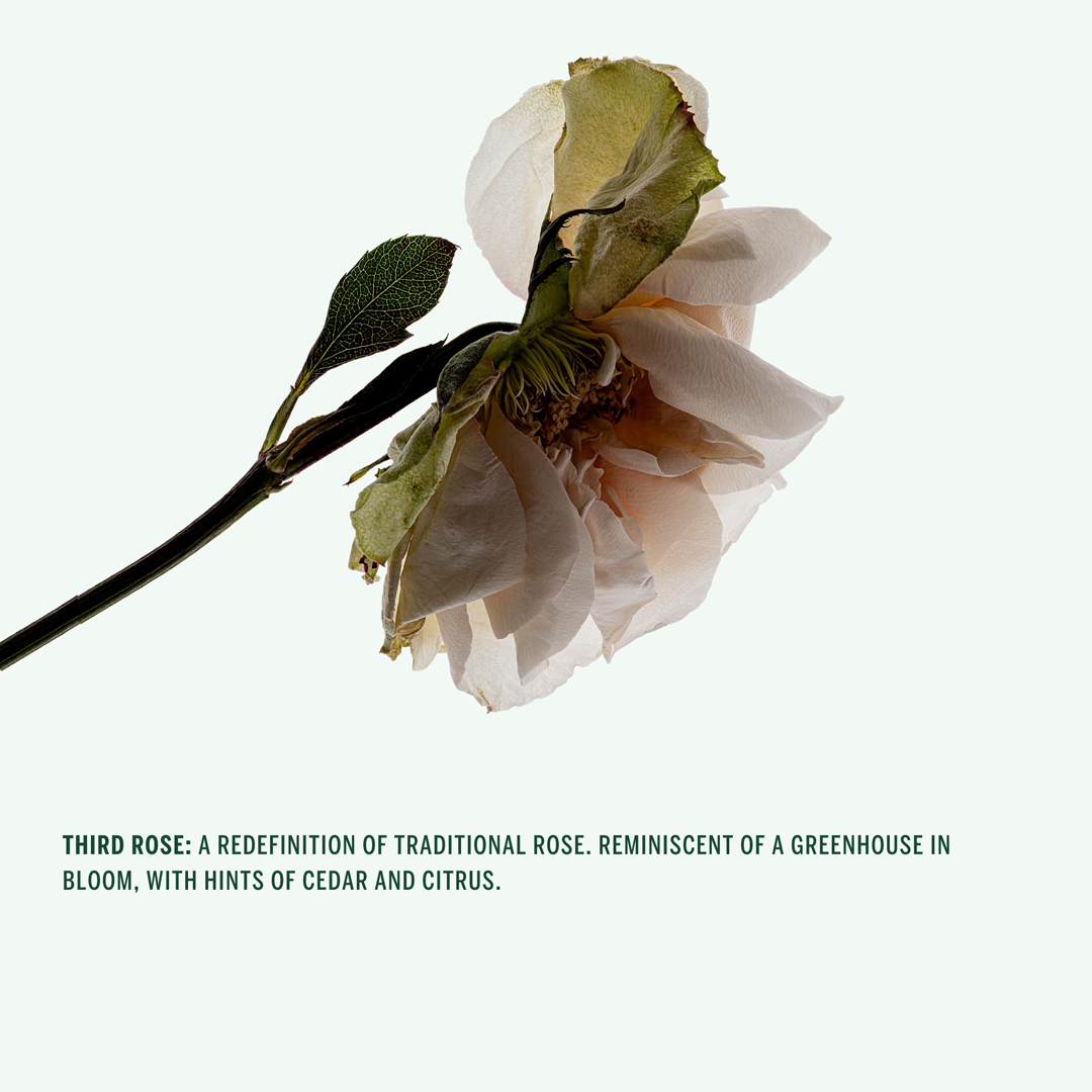 BODY WASH: Third Rose