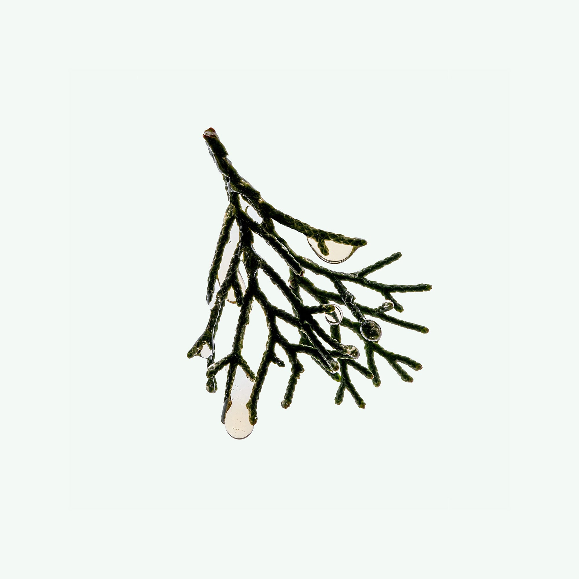 SHAMPOO: Cypress