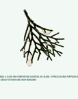 THE HAIR + SCALP SET: Cypress