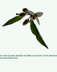 DEODORANT STICK: Neroli