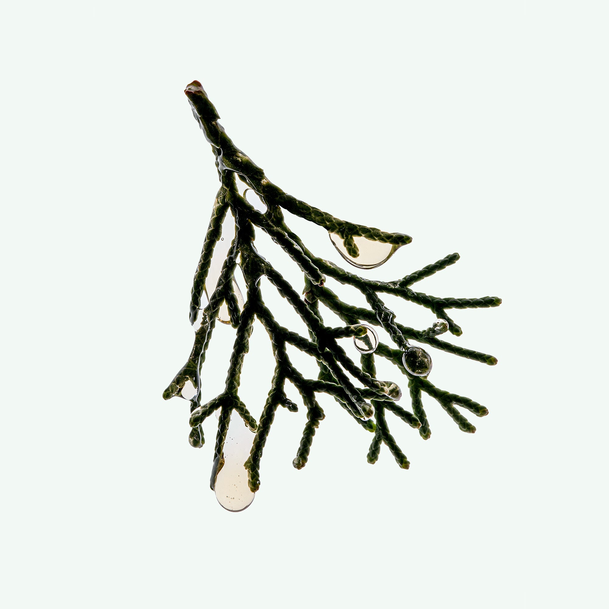 DEODORANT SPRAY: Cedar Flora