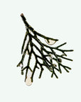 DEODORANT SPRAY: Cedar Flora