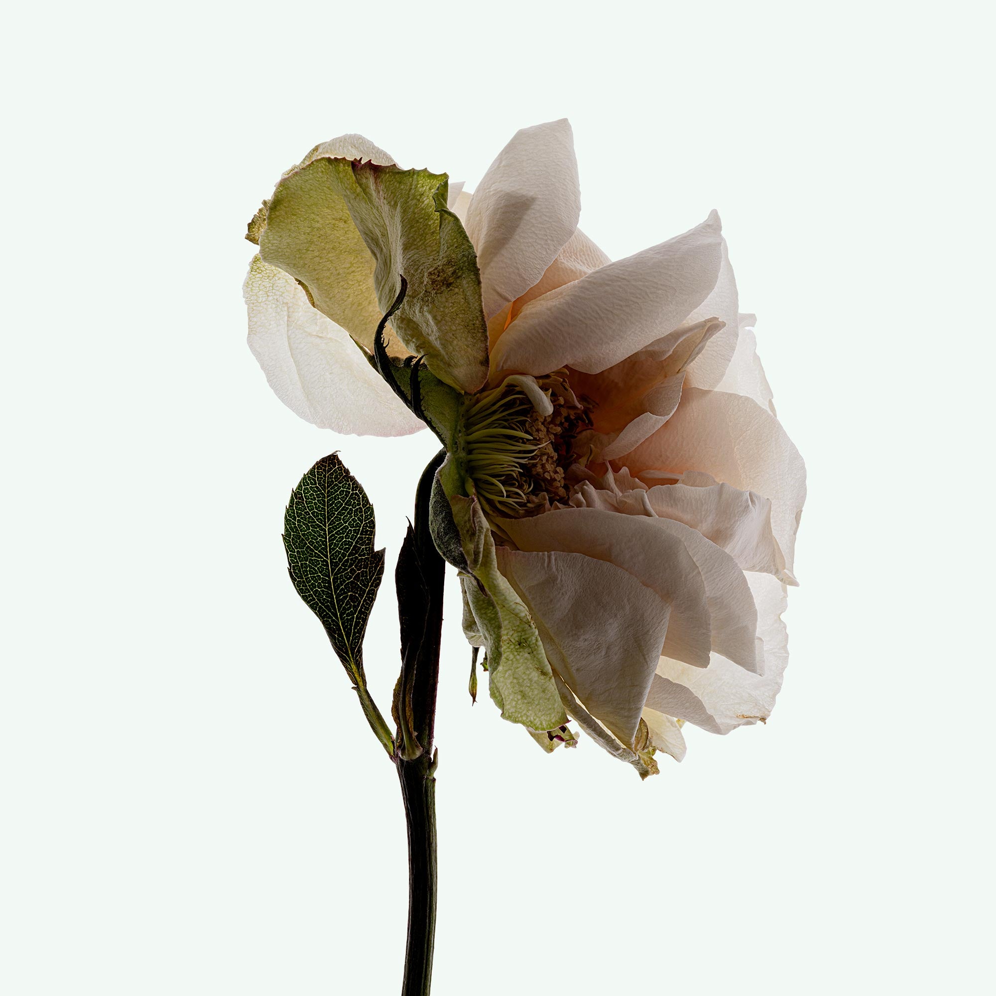 DEODORANT SPRAY: Third Rose